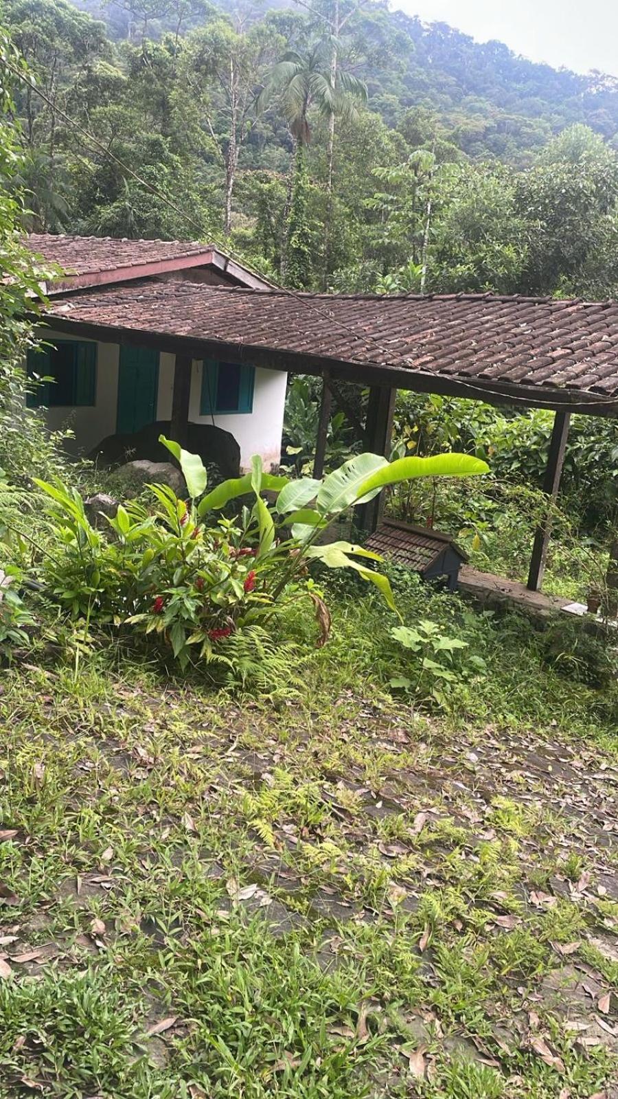Da Mata *
